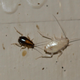 While the roach on the right might look like a rare albino, it’s actually just one that’s recently molted and shed its old exoskeleton. Within a few hours, it’ll be just as colorful as the roach on the left.
